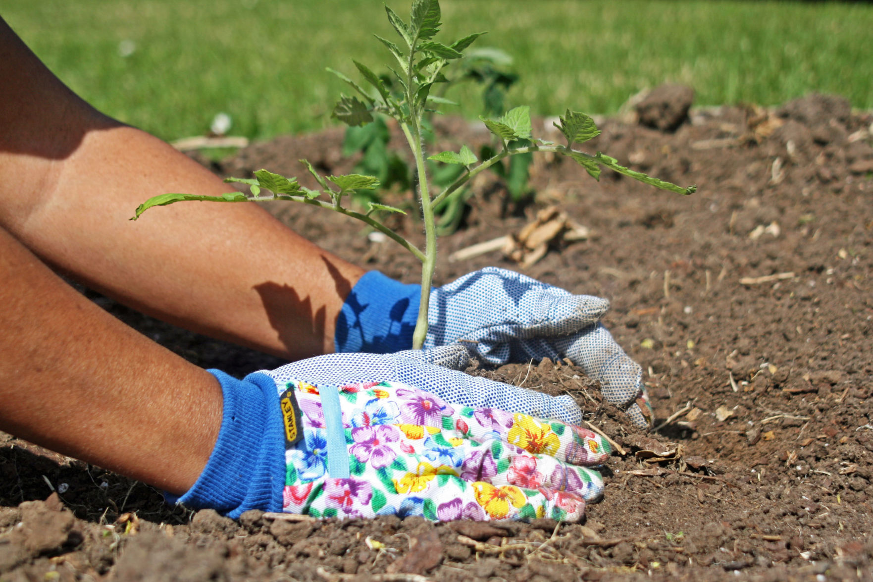 Growing tomatoes